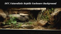 there are rocks and plants growing out of the water in this aquarium tank with text overlay that reads, diy naturalist reptile phlosure enclosure background