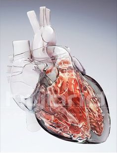 Medical Animation, Doctors Office, Heart Illustration, Modern Map, Animation Video, Medical Art, Anatomical Heart, Human Heart, Beating Heart