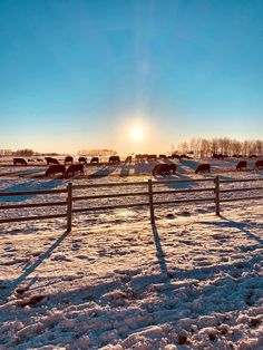 the sun is setting over a snowy pasture with horses grazing in the snow on the other side