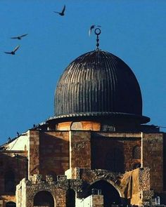 birds fly over the dome of an old building