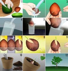 Cómo plantar un aguacate: paso a paso Avocado Plant, Grow Avocado, Avocado Seed, Avocado Fruit, Flower Tower, Avocado Tree, Growing Fruit, Veggie Garden