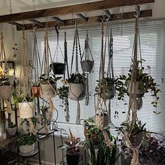 several hanging plants in pots on a window sill next to a shelf with potted plants