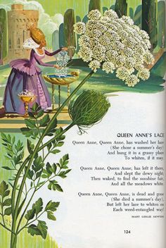 an advertisement for queen anne's lace