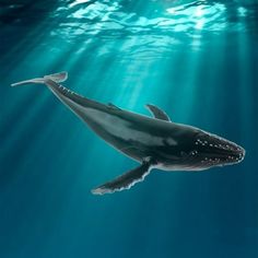 a humpback whale swims under the water's surface in this underwater photo