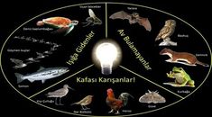 a circle with different types of animals and birds around it, all labeled in the center