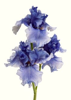 three blue flowers are in a vase on a white background