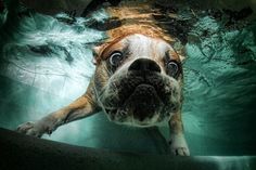 a dog is swimming in the water with his head above the surface