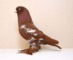 a brown bird sitting on top of a white table