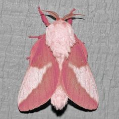 a pink and white moth sitting on top of a gray surface next to a wall