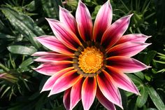 a pink and yellow flower with green leaves in the background