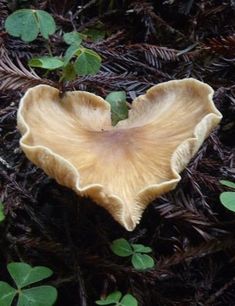 a large mushroom sitting on the ground next to some leaves and plants in front of it