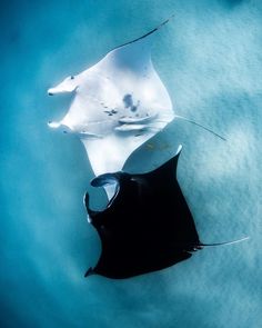 two sting rays swimming in the water near each other