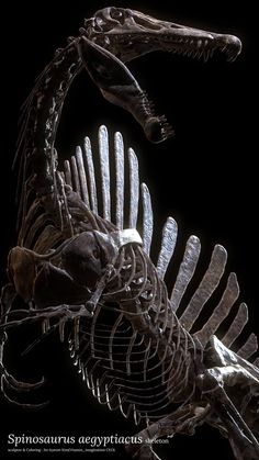 an image of a dinosaur skeleton with its mouth open and it's head in the air