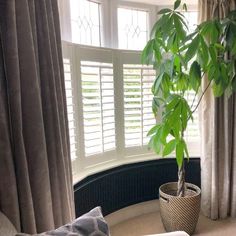 a potted plant sitting on top of a table next to a window with shutters