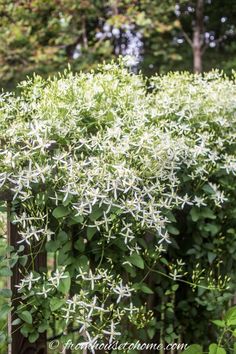 white flowers growing on the side of a fence in front of some green leaves and trees