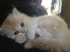 a fluffy white cat laying on top of a couch