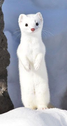 a white ferret standing on its hind legs in the snow, looking at the camera