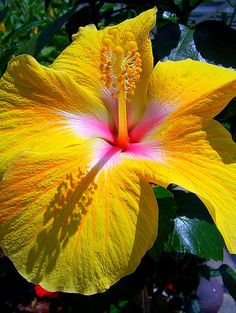 a large yellow flower with pink stamen on it's center and green leaves in the background