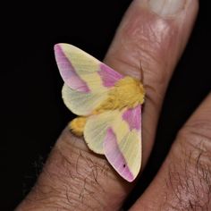 a close up of a person's hand with a pink and yellow moth on it