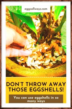 Eggs are magical, but their wonder isn't confined to your morning scramble or a perfect souffle. Their shells, often thrown away without a second thought, are incredibly useful. From enriching your garden soil with nutrients to simplifying household cleaning tasks, eggshells can save you money, reduce waste, and boost your health. Think twice before discarding them and explore their surprising benefits. Natural Pesticides, Homemade Scrub, Cleaning Tasks, Substitute For Egg