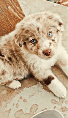 a puppy with blue eyes laying on the ground