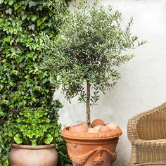 two potted plants sitting next to each other in front of a wall covered with greenery