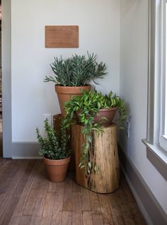 three potted plants sitting on top of wooden stumps in front of a window