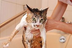 a cat sitting in a bathtub being washed by someone's hand with water on it