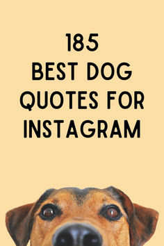 a dog's face with the words best dog quotes for instagram on it