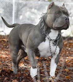 a gray and white pitbull standing on leaves in front of a chain link fence