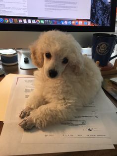 a small white dog laying on top of papers