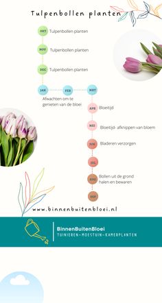 an info sheet with flowers and the words tulpenboilen planten