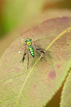 Before applying a control method for garden pests that may prove to be complete overkill, it's important to correctly identify the problem. Bug Identification, Bad Bugs, Cabbage Worms, Integrated Pest Management, Organic Pest Control, Insect Pest, Pest Management, Master Gardener