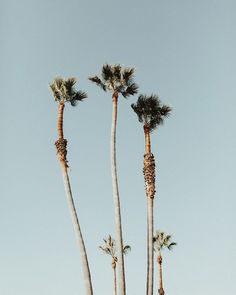 three tall palm trees standing next to each other