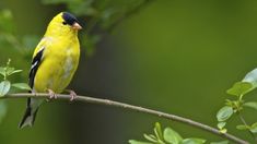 a yellow and black bird sitting on top of a tree branch with green leaves in the background