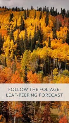 an image of fall trees with the words follow the foliage leaf - feeding forecast on it