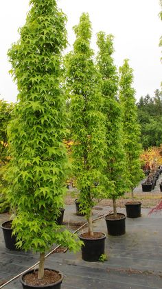 several small trees are in black pots on the ground and one tree has green leaves