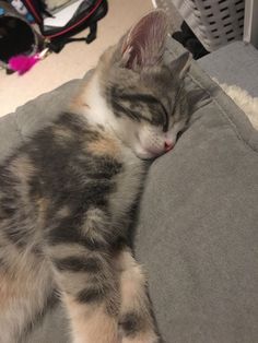 a small kitten sleeping on top of a couch