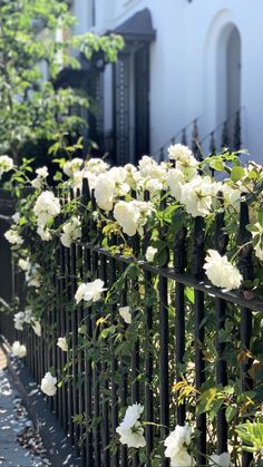 white roses are growing on the side of a black fence in front of a building