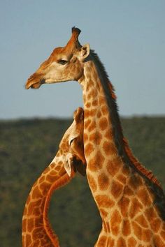 two giraffes standing next to each other in front of a mountain range