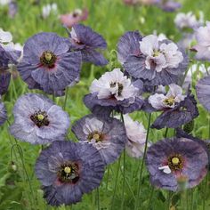 purple and white flowers are growing in the grass