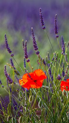 two red flowers are in the middle of some lavender