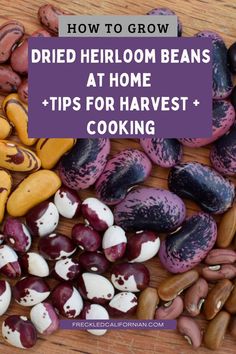 different types of beans on a table with text overlay that reads how to grow dried heir bean at home tips for harvest and cooking