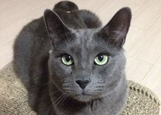 a gray cat with green eyes sitting on a rug