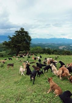 a herd of dogs standing on top of a lush green field next to a forest