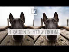 two pictures of a dog's face with the caption gradiens in lightroom