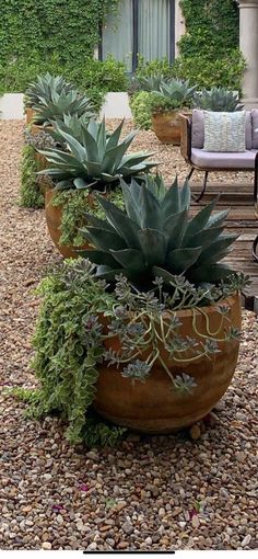 there is a large potted plant in the middle of this graveled area with chairs around it