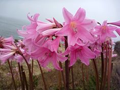 pink flowers are blooming near the ocean