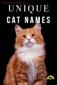 an orange and white cat with the words unique cat names on it's front cover