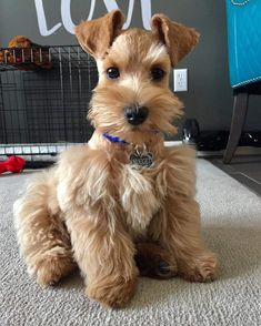 a small brown dog sitting on top of a carpet